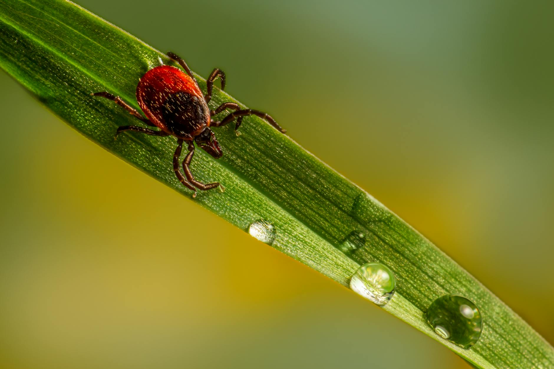 What Do Stress, Anxiety, Depression, Pests & Parasites Have in Common?